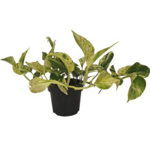 Šplhavnice zlatá v květináči