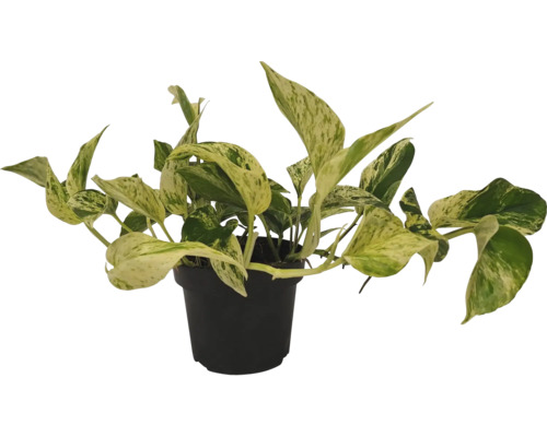 Šplhavnice zlatá v květináči