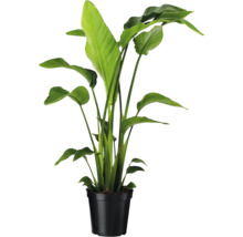 Strelicie v černém květináči