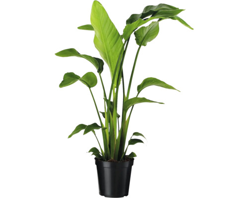 Strelicie v černém květináči