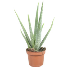 Aloe Vera rostlina v květináči