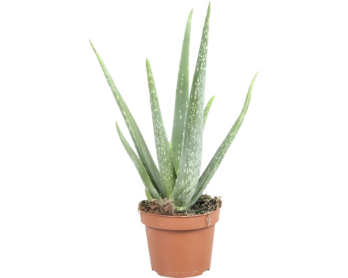 Aloe Vera rostlina v květináči