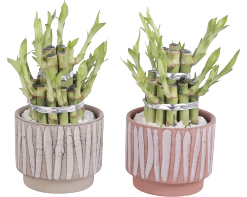 Dvě rostliny šťastného bambusu v dekorativních květináčích