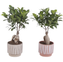 Dvě rostliny Ficus Ginseng v květináčích s proužkovaným vzorem