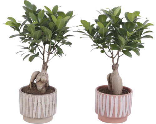 Dvě rostliny Ficus Ginseng v květináčích s proužkovaným vzorem