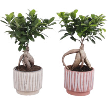 Dva fíkusy bonsai v květináčích