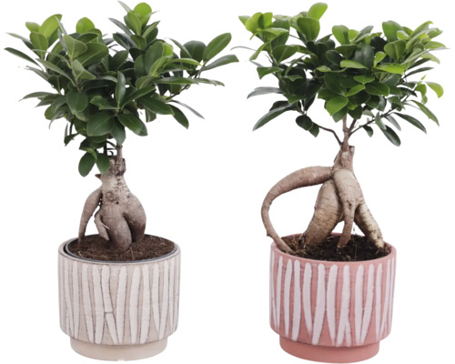Dva fíkusy bonsai v květináčích