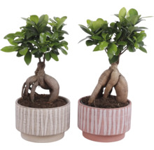 Dvě rostliny bonsaje Ficus Ginseng v dekorativních květináčích