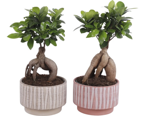 Dvě rostliny bonsaje Ficus Ginseng v dekorativních květináčích