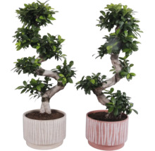 Dva fíkusy bonsai v květináčích s vroubkovaným designem