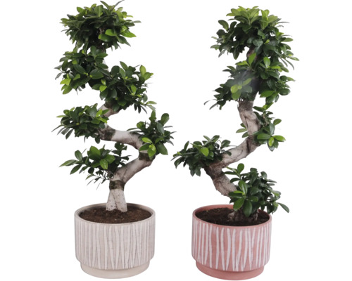 Dva fíkusy bonsai v květináčích s vroubkovaným designem