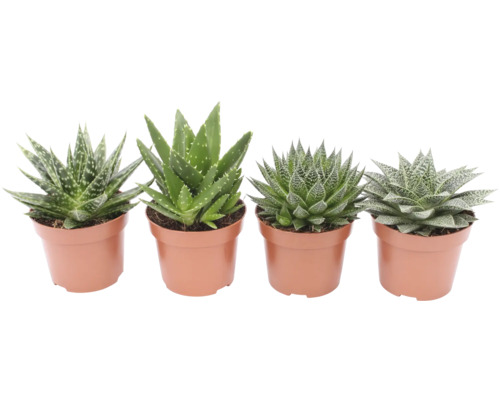 Různé rostliny aloe v květináčích