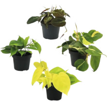 Čtyři pokojové rostliny rodu Philodendron v květináčích