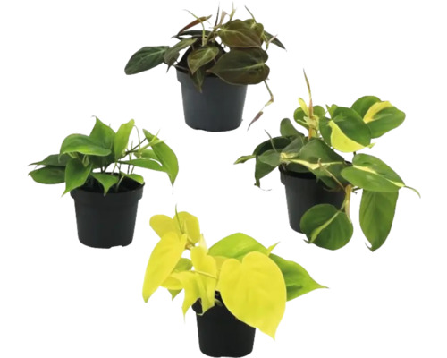 Čtyři pokojové rostliny rodu Philodendron v květináčích