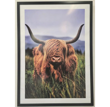Zarámovaný obraz skotského skotu Highland na pastvině