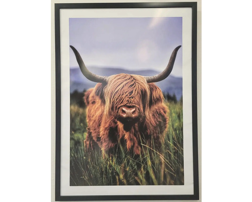 Zarámovaný obraz skotského skotu Highland na pastvině