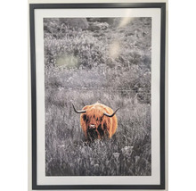 Zarámovaný obraz skotského náhorního skotu na louce