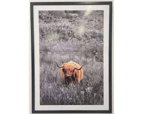 Obraz v rámu Highland II. 53 x 73 cm Zarámovaný obraz skotského náhorního skotu na louce