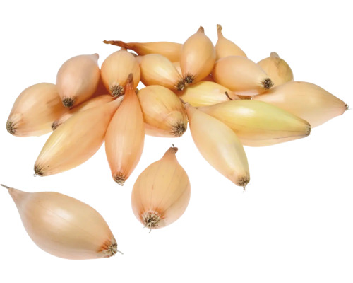 Cibule sazečka Birnformige 250 g 7-14 mm Hromada šalotek