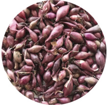 Detailní záběr červených sazeček