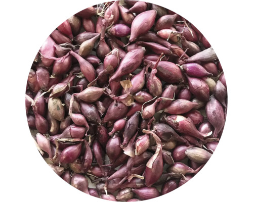 Cibule sazečka červená Karmen 250 g Detailní záběr červených sazeček