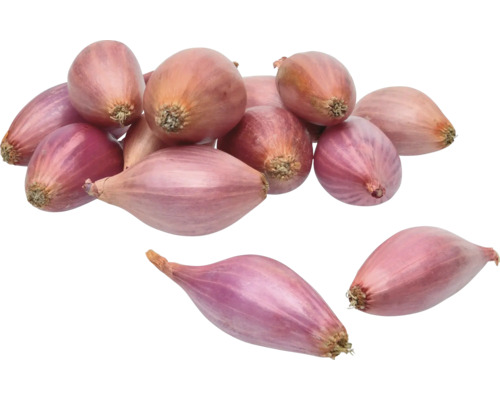 Cibule sazečka růžová Rosanna 250 g Hromada šalotek.