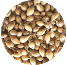 Sazečka cibule pro zahradničení