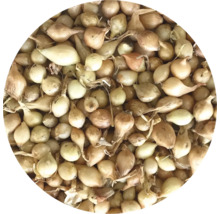 Detailní záběr sazečky cibule.