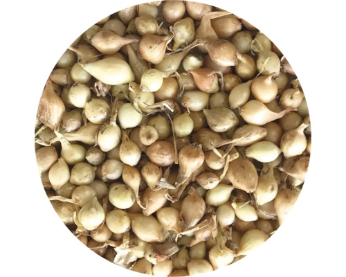 Cibule sazečka Štutgart 250 g 7-14 mm Detailní záběr sazečky cibule.