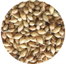 Početné sazečky cibule z ekologického zemědělství