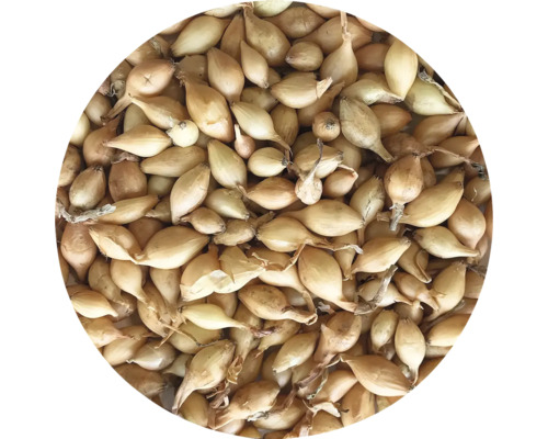Cibule sazečka Všetana 250 g 7-14 mm Početné sazečky cibule z ekologického zemědělství