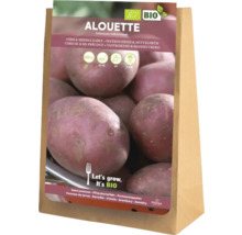 Sadbové brambory Alouette, pevné a středně rané, 5 kilogramů