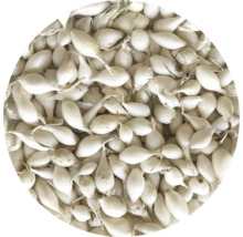 Sazečka cibule pro zahradní pěstování