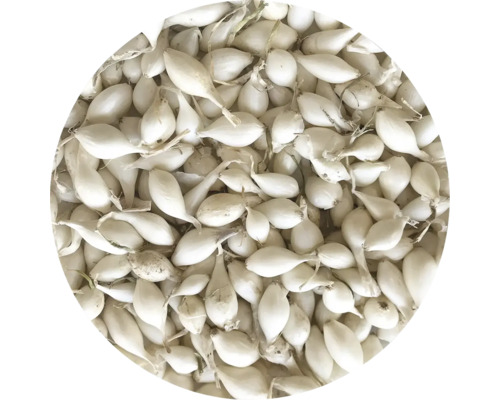 Cibule sazečka bílá Snowball 250 g 7-14 mm Sazečka cibule pro zahradní pěstování