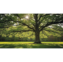 Impozantní strom s rozložitými větvemi na louce