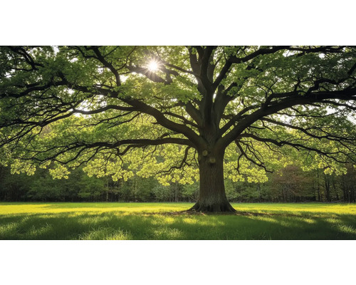 Obraz Decopanel Strom ART-S 40 x 133 cm Impozantní strom s rozložitými větvemi na louce