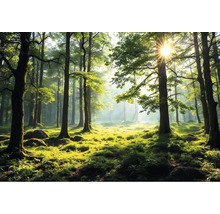 Sluncem zalitý les se stromy a podrostem