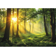 Sluncem zalitý les se stromy a zelenou vegetací.