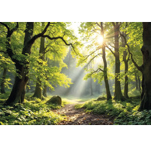 Cesta slunným lesem s listnatými stromy