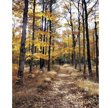 Cesta lesem na podzim se stromy a listím