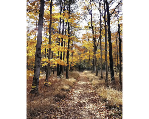 Obraz Decopanel ART-L 40 x 60 cm Cesta lesem na podzim se stromy a listím