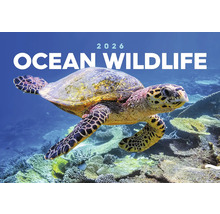 Kalendář oceánské divoké zvěře 2026 s mořskou želvou pod vodou