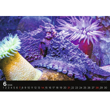 Detailní záběr stránky kalendáře s chobotnicí a sasankami.