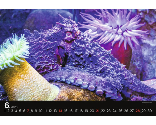 Detailní záběr stránky kalendáře s chobotnicí a sasankami.