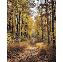 Podzimní lesní krajina s cestou a barevnými listy