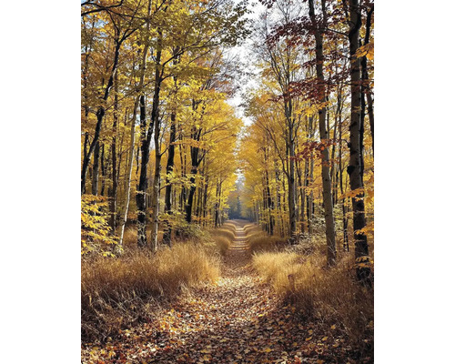 Obraz Decopanel Les 50 x 90 cm Podzimní lesní krajina s cestou a barevnými listy