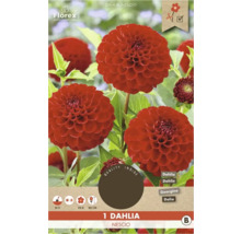 Jiřinka Nescio rostlina v květináči