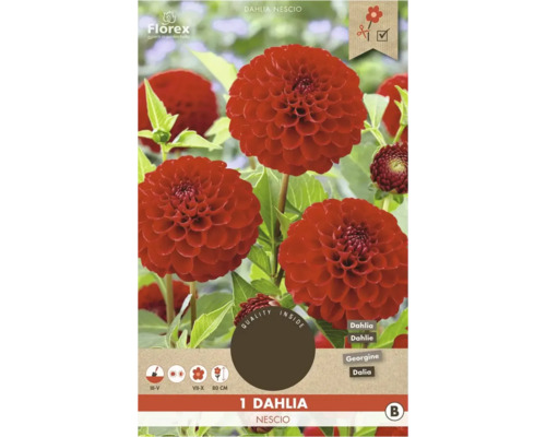 Jiřinka Nescio rostlina v květináči