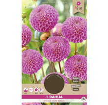 Jiřina Stolze von Berlin, okrasná rostlina do zahrady