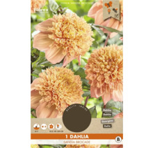 Jiřinka Sandia Brocade, cibulka